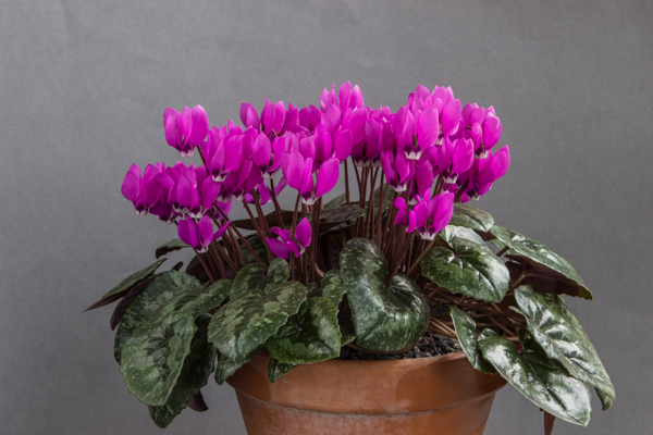 Cyclamen pseudibericum